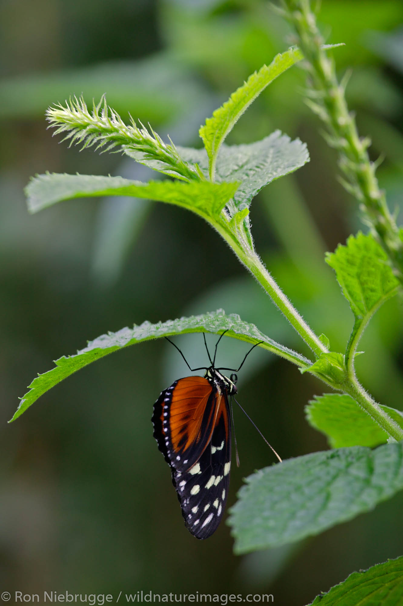 Butterfly Garden At The Peace Lodge Photos By Ron Niebrugge