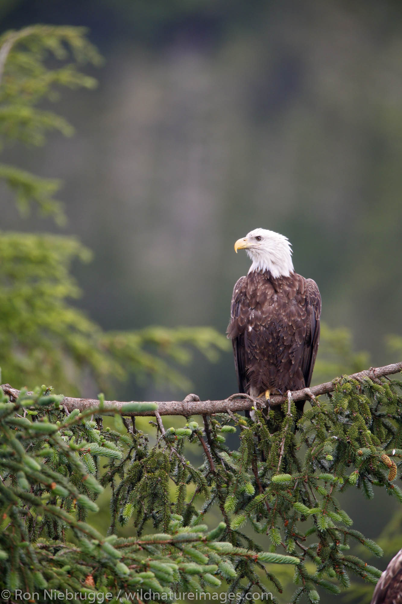 Bald Eagle Photos By Ron Niebrugge