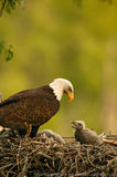 Bald Eagles Photos | Ron Niebrugge Photography