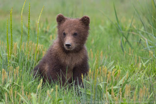 Grizzly Bear Cub | Ron Niebrugge Photography