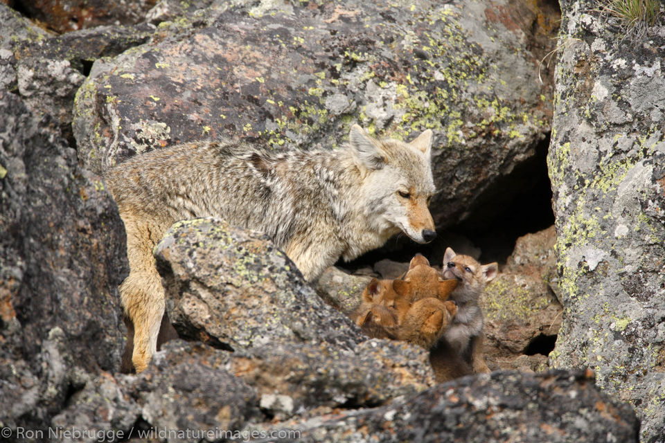 Coyotes | Yellowstone National Park, Wyoming. | Ron Niebrugge Photography