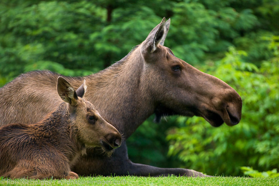 Cow and Calf Moose | Seward, Alaska. | Ron Niebrugge Photography