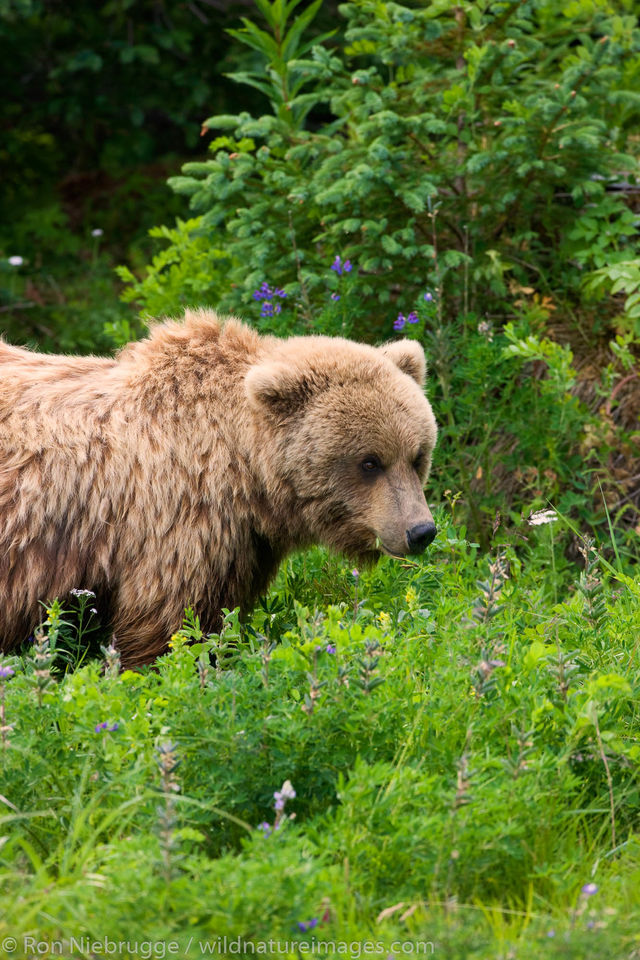 Brown Bear Cub | Ron Niebrugge Photography