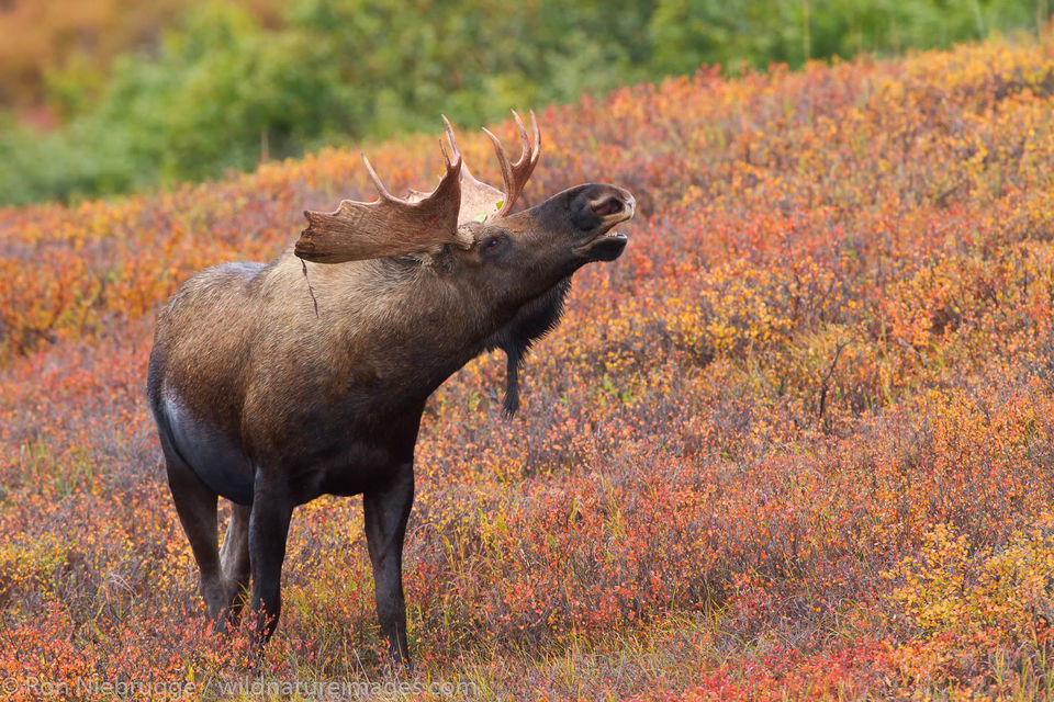 Bull Moose Denali National Park Alaska Ron Niebrugge Photography