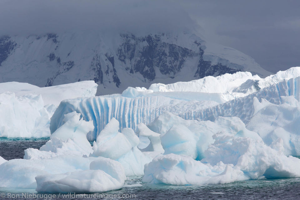 Cuverville Island | Antarctica | Ron Niebrugge Photography