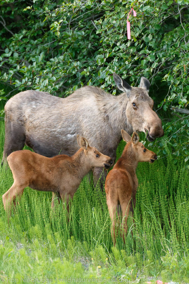 Moose Calves | Chugach National Forest, Alaska | Ron Niebrugge Photography