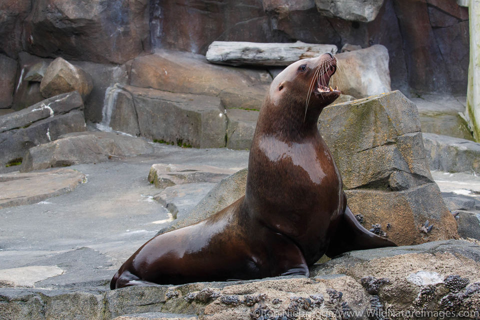 Steller Sea Lion | Ron Niebrugge Photography