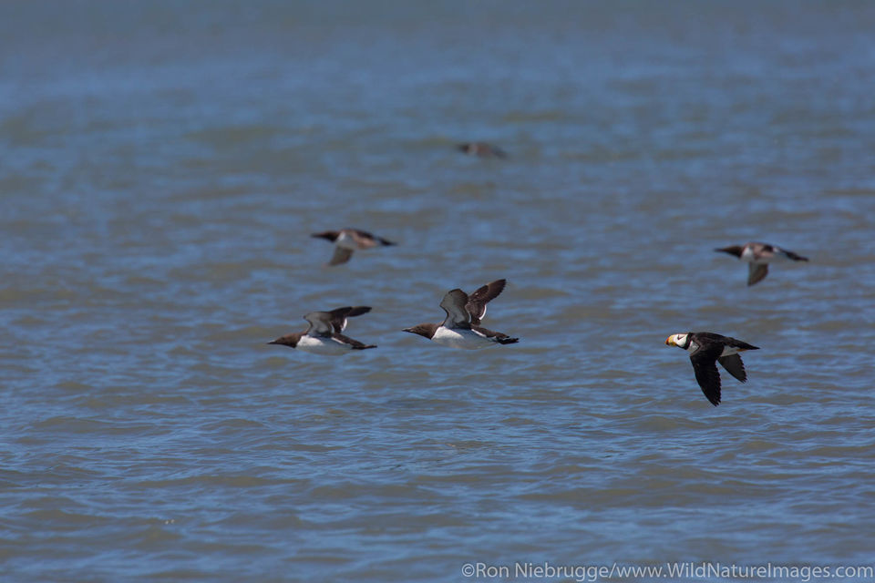 Seabirds in Flight | Ron Niebrugge Photography