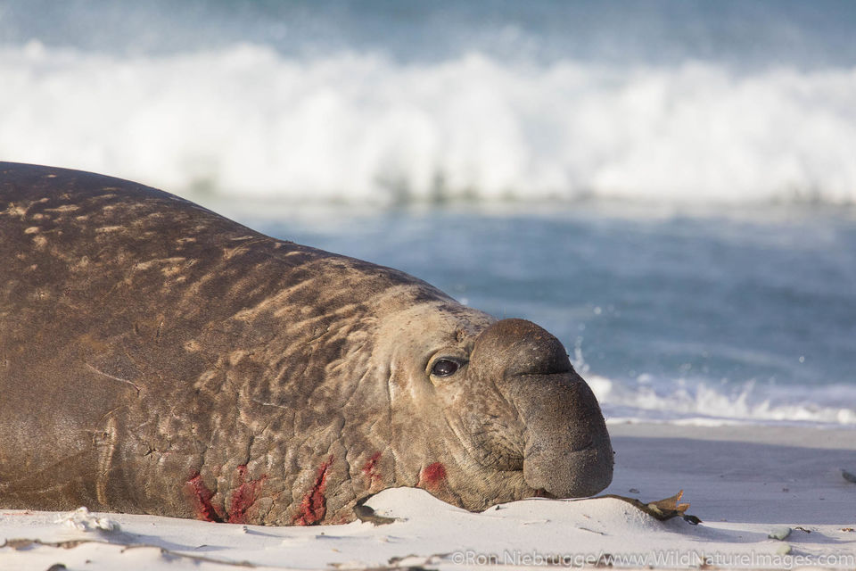 Southern Elephant Seal | Ron Niebrugge Photography