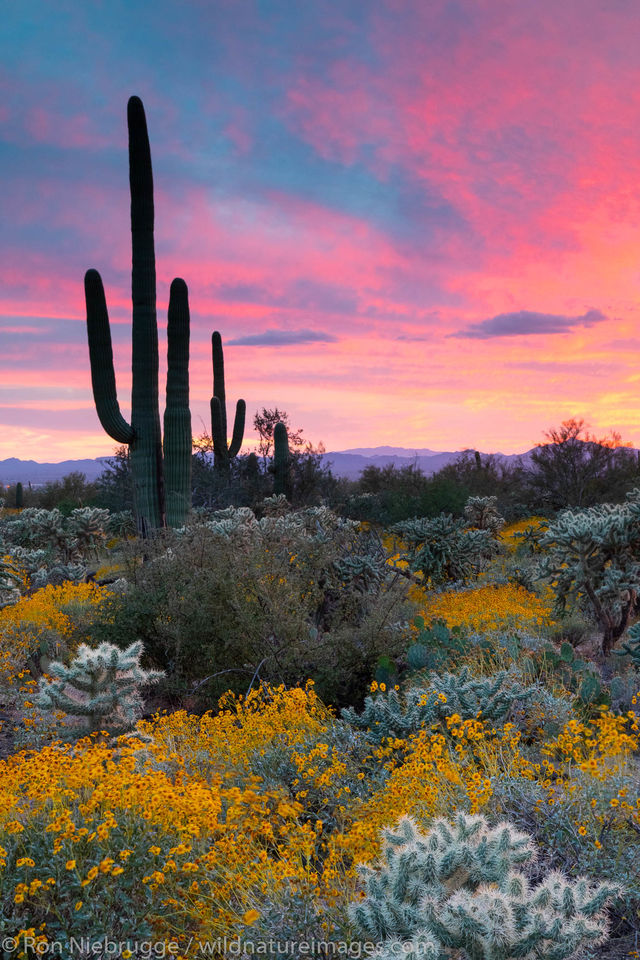 Sonoran Desert Photos | Ron Niebrugge Photography