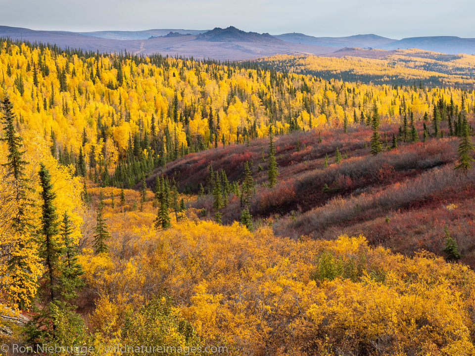 Autumn In The Brooks Range Alaska Alaska Ron Niebrugge Photography   190907 025 Autumn In The Brooks Range Alaska 