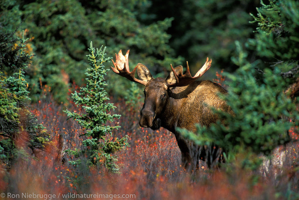 Bull Moose Denali National Park Alaska Ron Niebrugge Photography