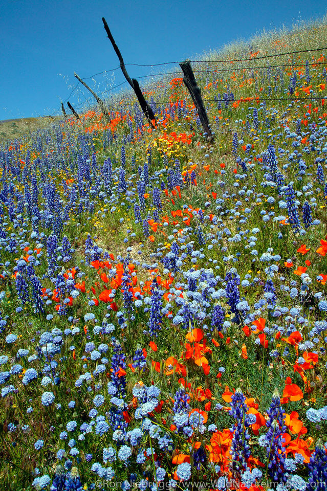 Wildflower Landscape Gorman, California. Ron Niebrugge Photography