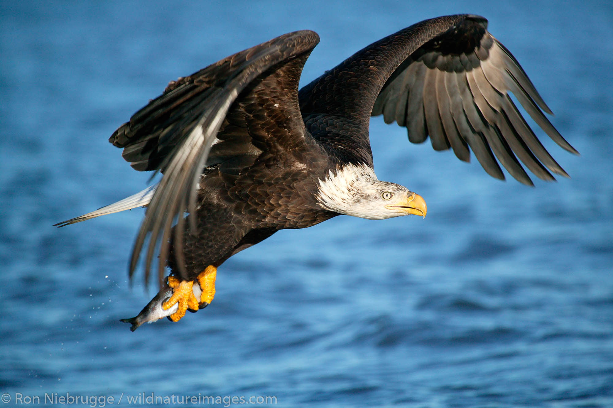 Bald Eagle | Photos by Ron Niebrugge