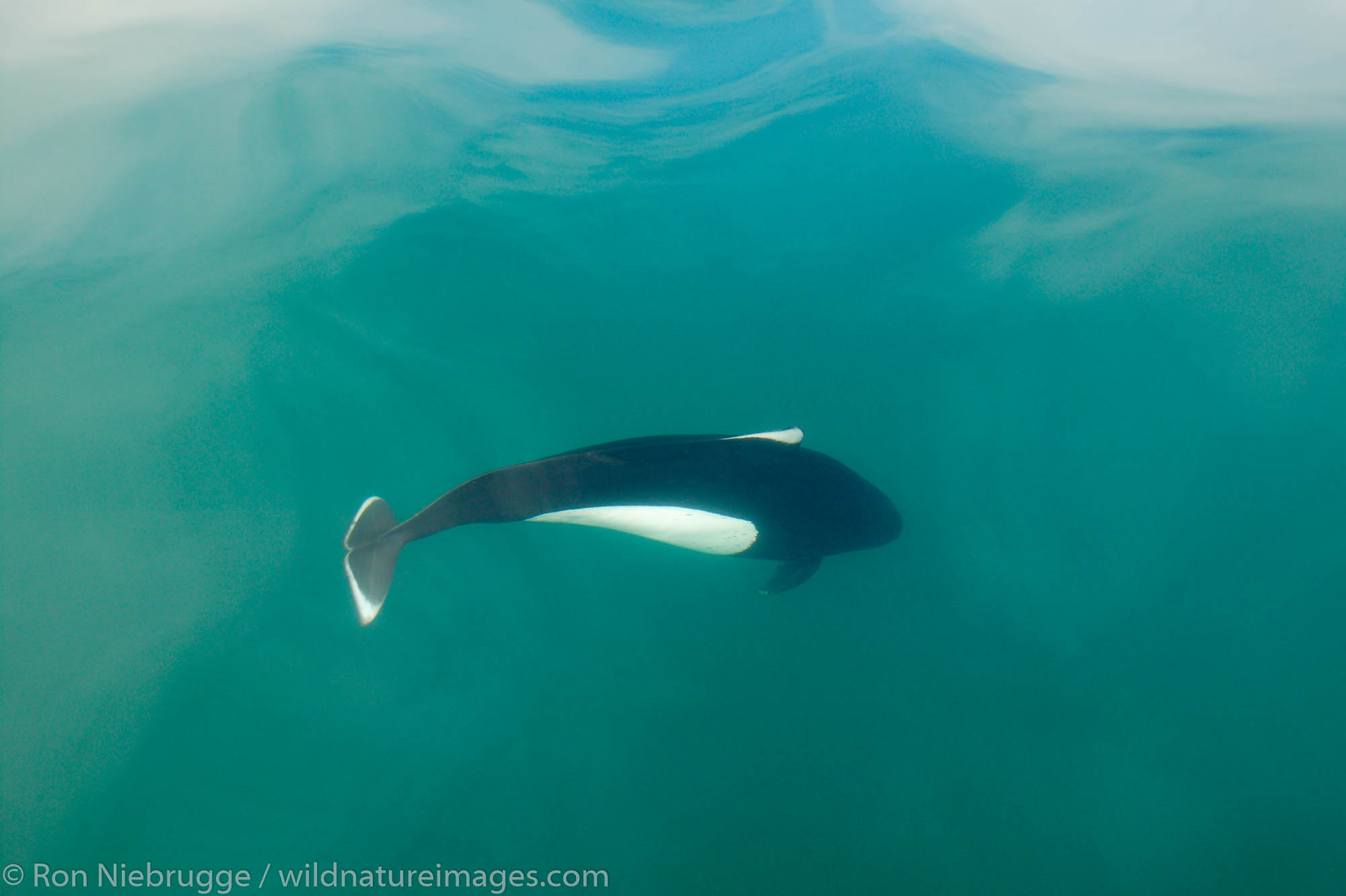 Dall's Porpoise Photos by Ron Niebrugge