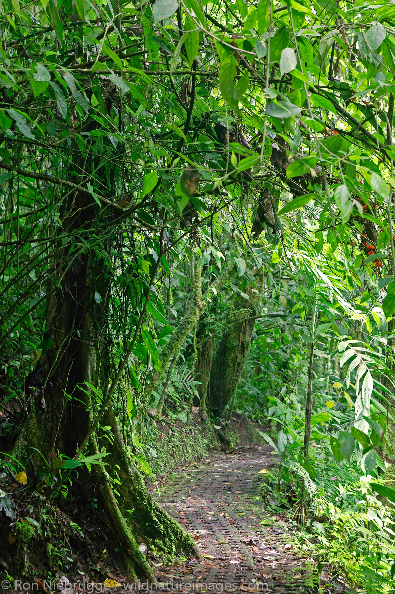 Arenal Hanging Bridges | Photos by Ron Niebrugge