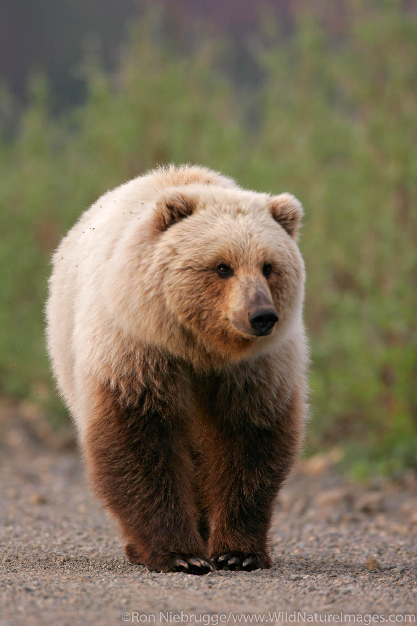 Grizzly Bear Photos By Ron Niebrugge