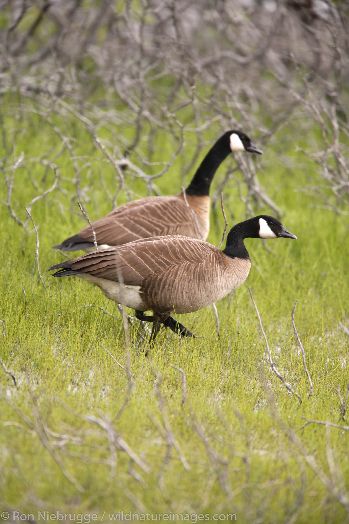 canada-geese-photos-by-ron-niebrugge