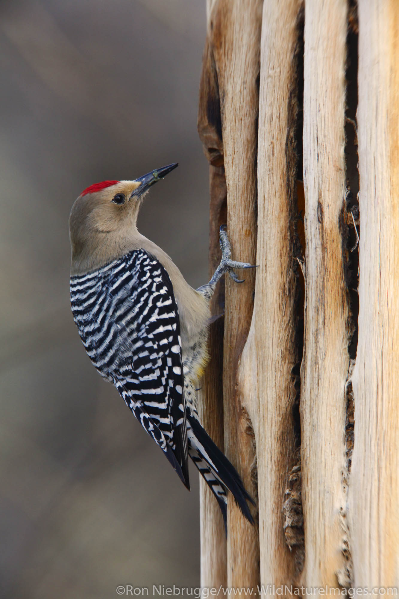 Gila Woodpecker Photos By Ron Niebrugge