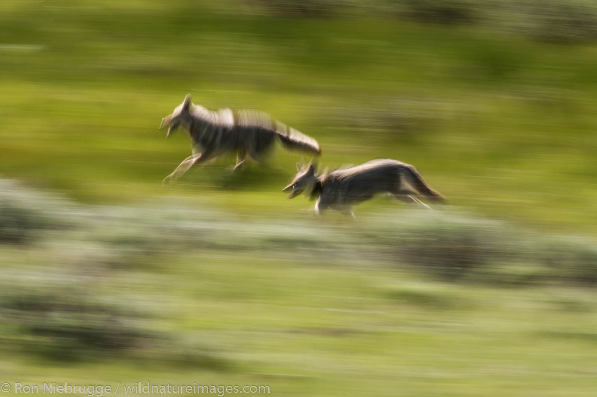 Coyote | Lamar Valley, Yellowstone National Park, Wyoming. | Photos By ...