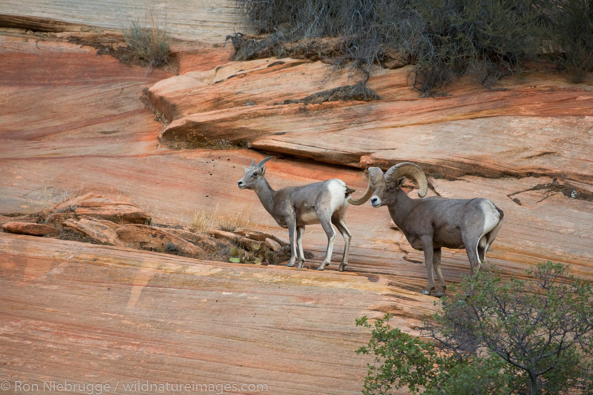 Bighorn Sheep, Zion National Park | Photos by Ron Niebrugge