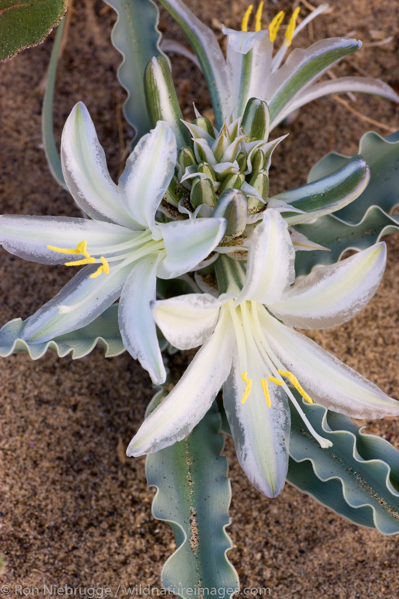 Desert Lily | Anza Borrego Desert State Park, California. | Photos by ...