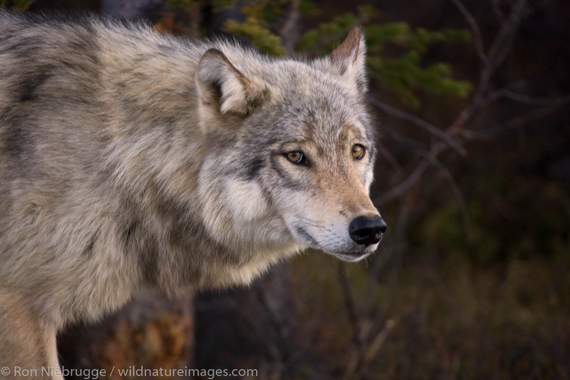 Wild Wolves Photos Ron Niebrugge Photography