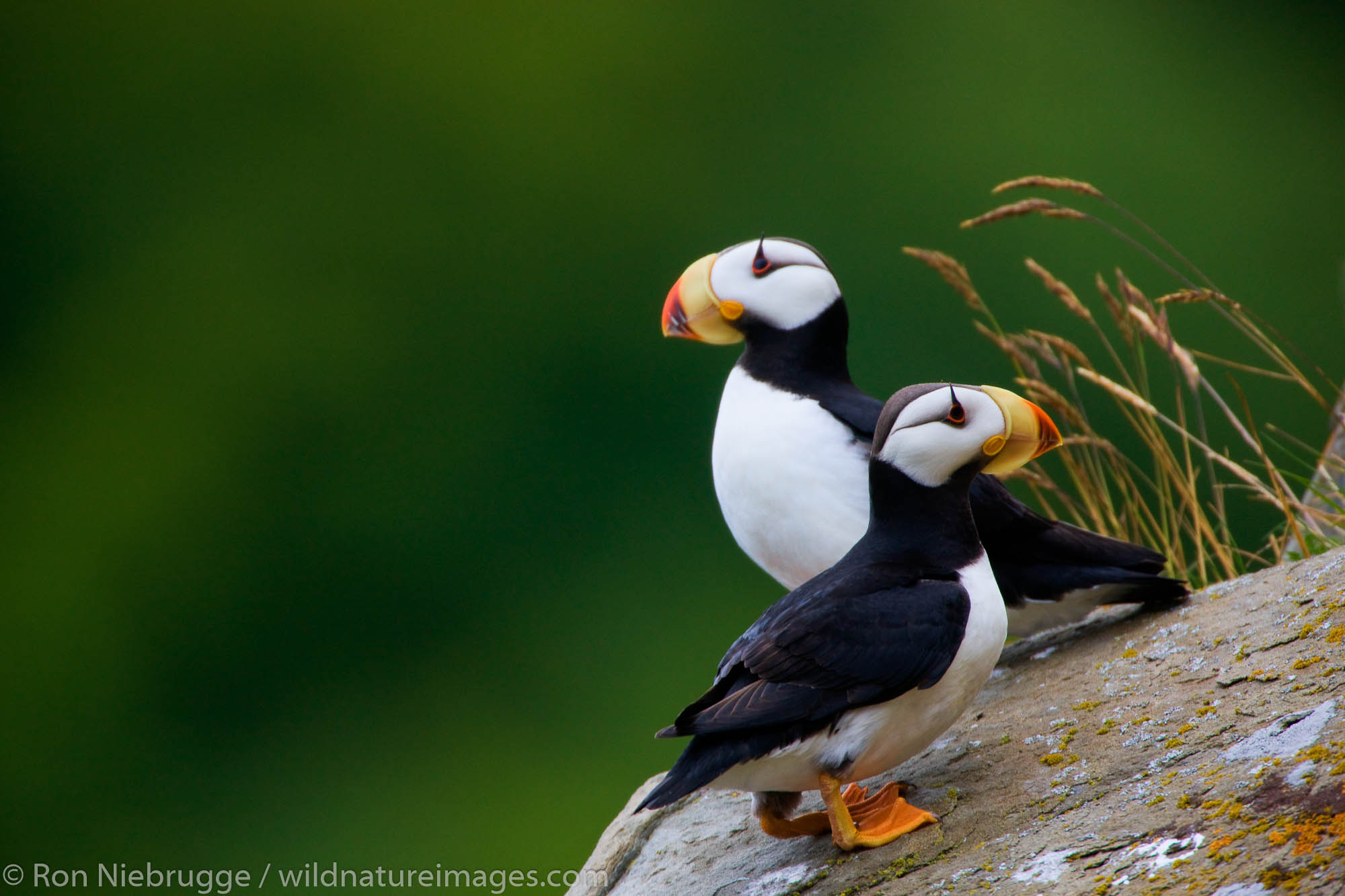 horned-puffin-photos-by-ron-niebrugge