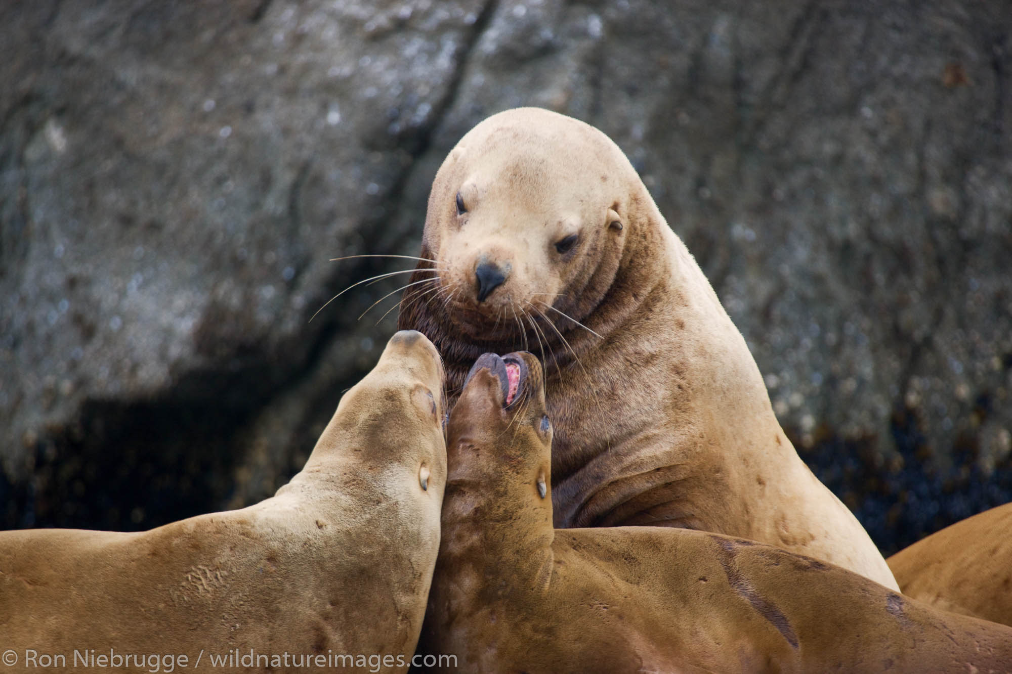 Steller (Northern) Sea Lions | Photos by Ron Niebrugge