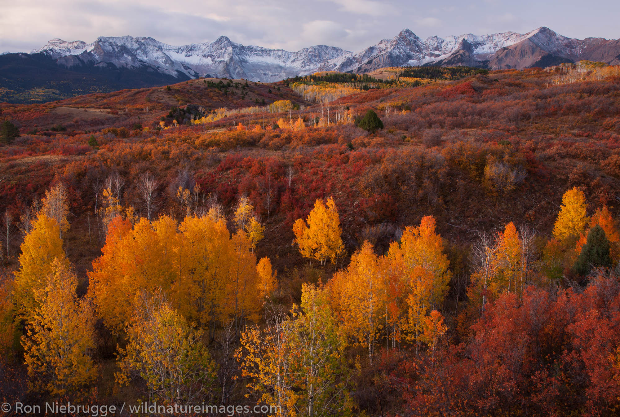 Autumn colors, Dallas Divide, Colorado. Photos by Ron Niebrugge