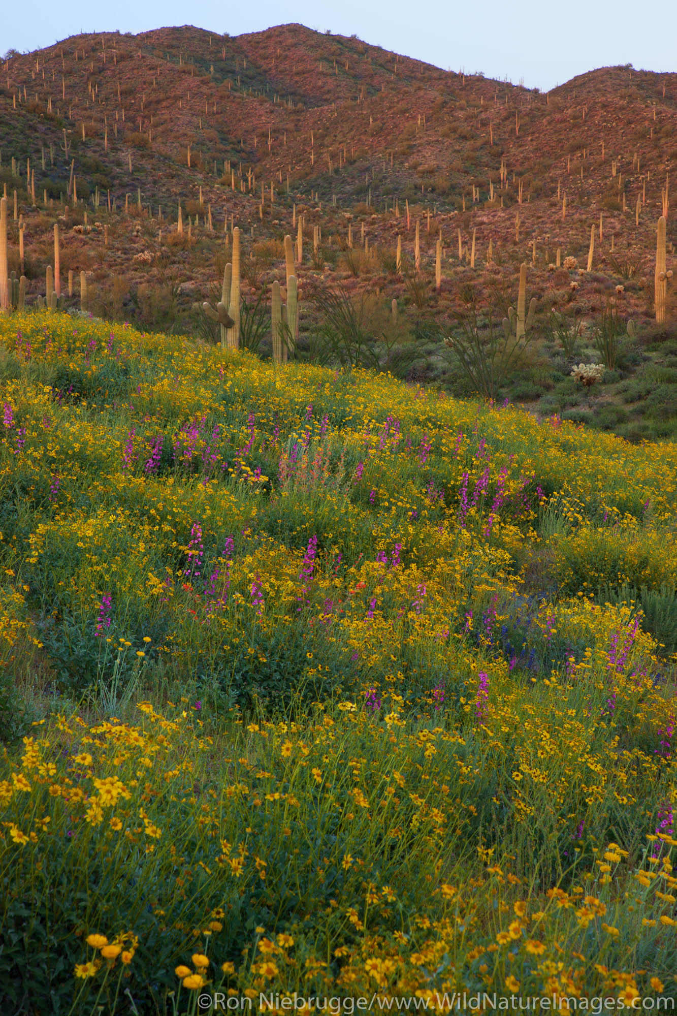 Tonto National Forest Photos By Ron Niebrugge   100330 094 Tonto National Forest 