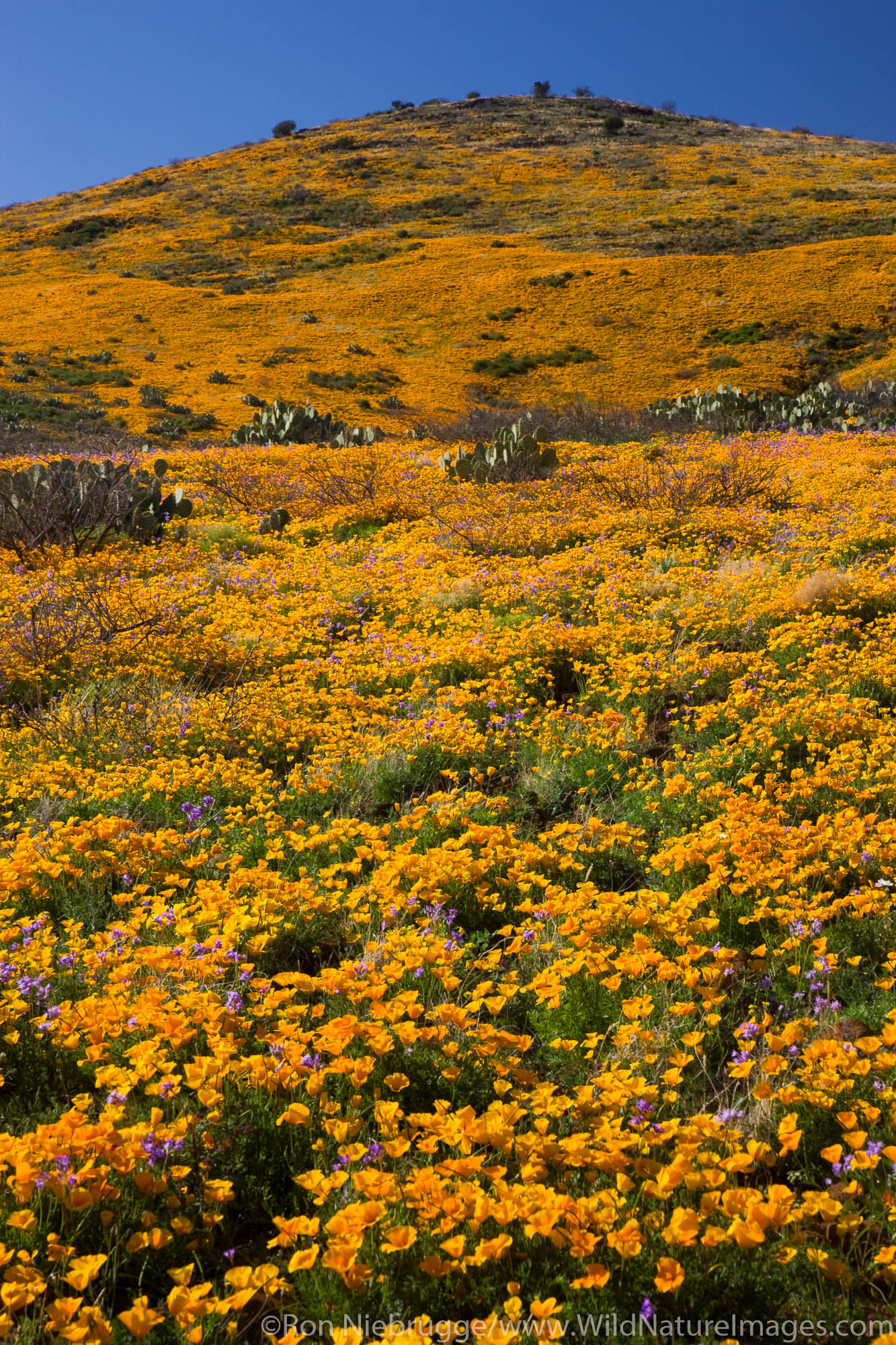 Black Hills Wildflowers | Photos by Ron Niebrugge