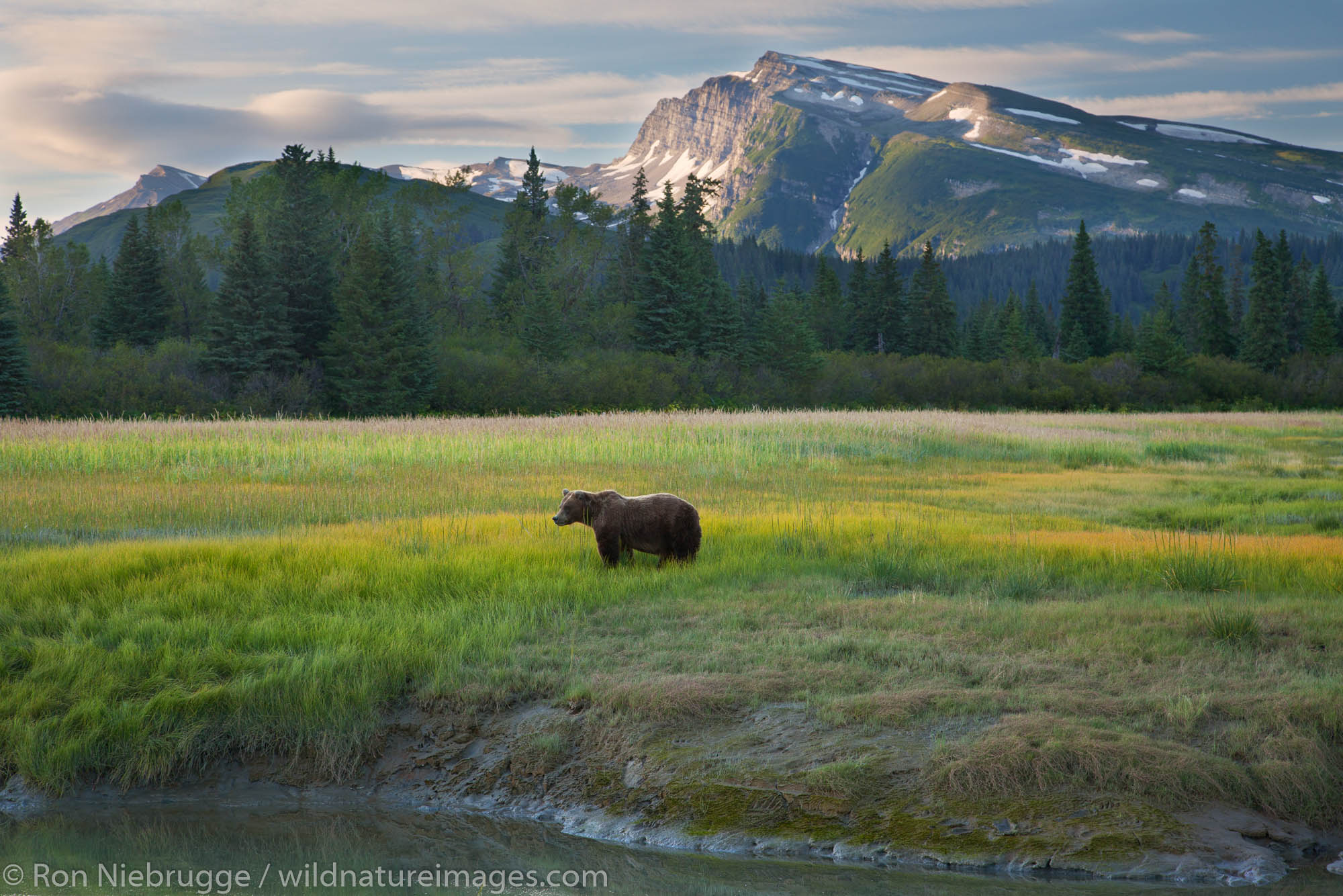 bear at Lake Clark N.P. | Photos by Ron Niebrugge