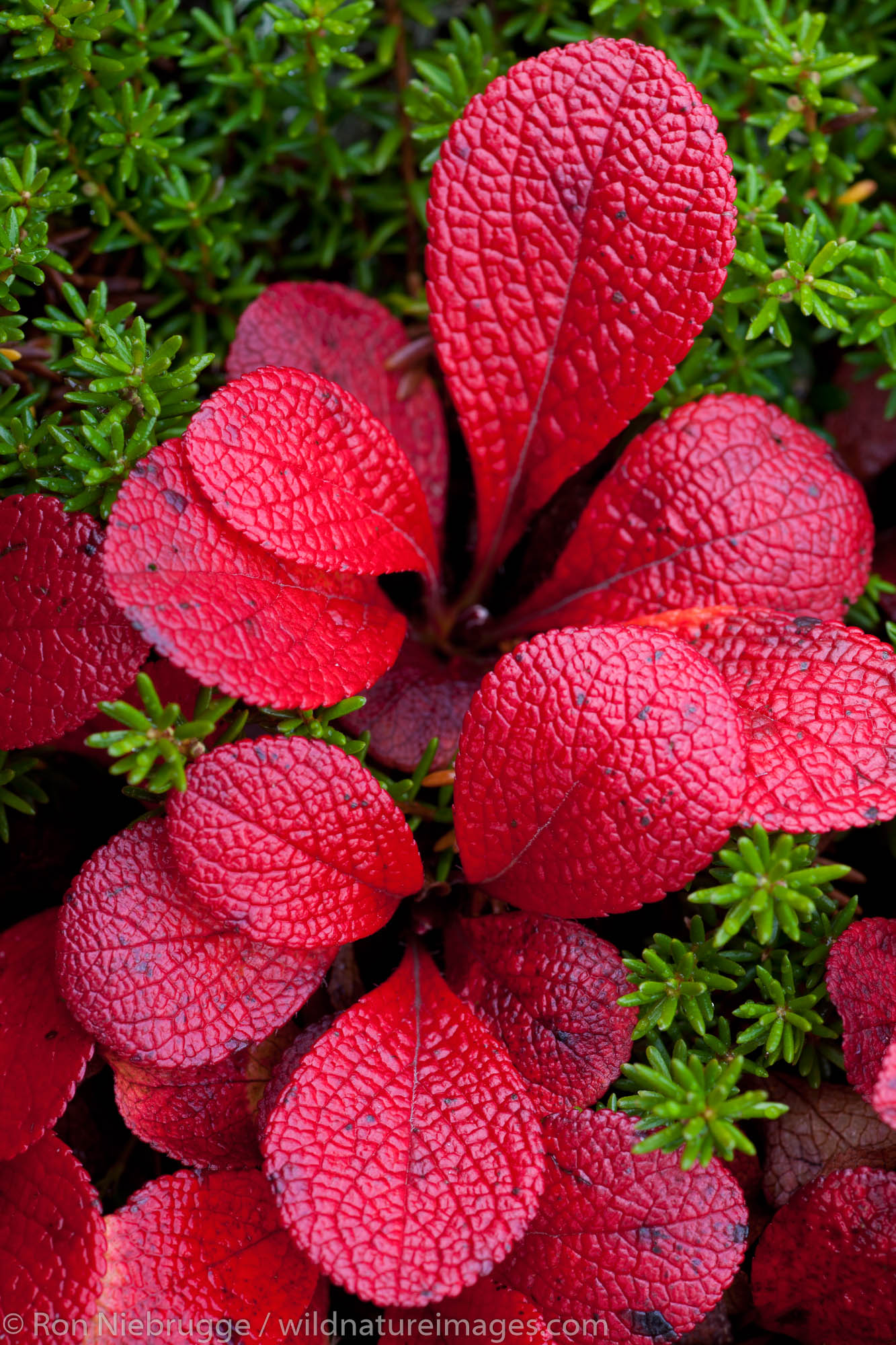 fall-colors-photos-by-ron-niebrugge