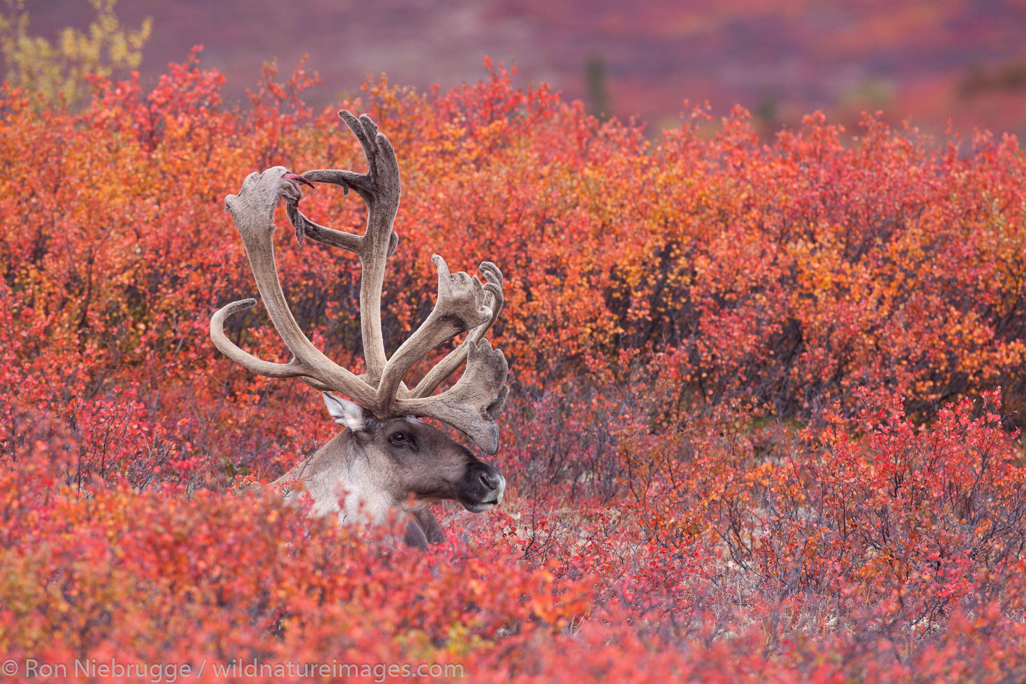 Bull Caribou | Denali National Park, Alaska. | Photos by Ron Niebrugge