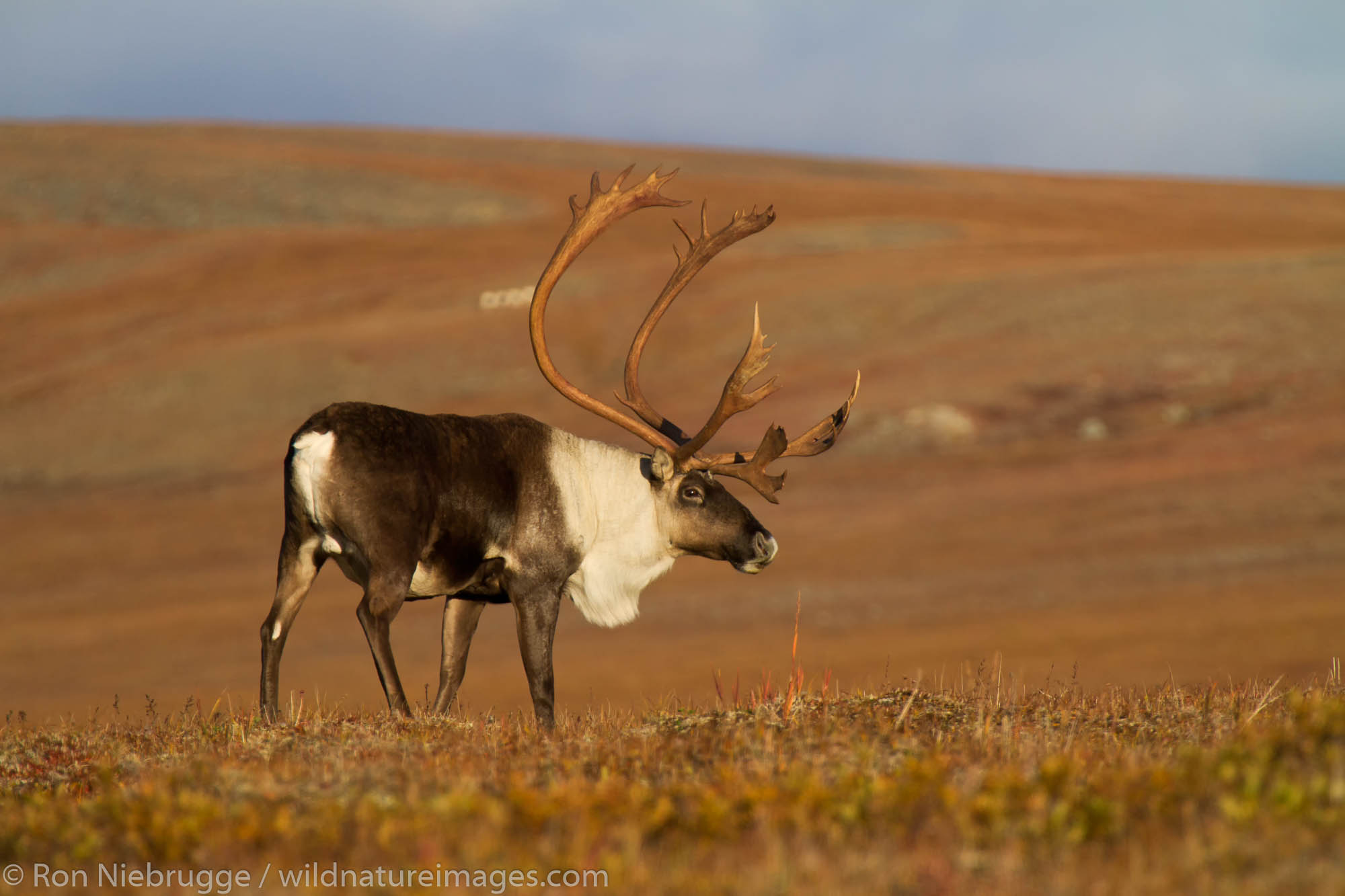 Caribou, Denali National Park | Photos by Ron Niebrugge