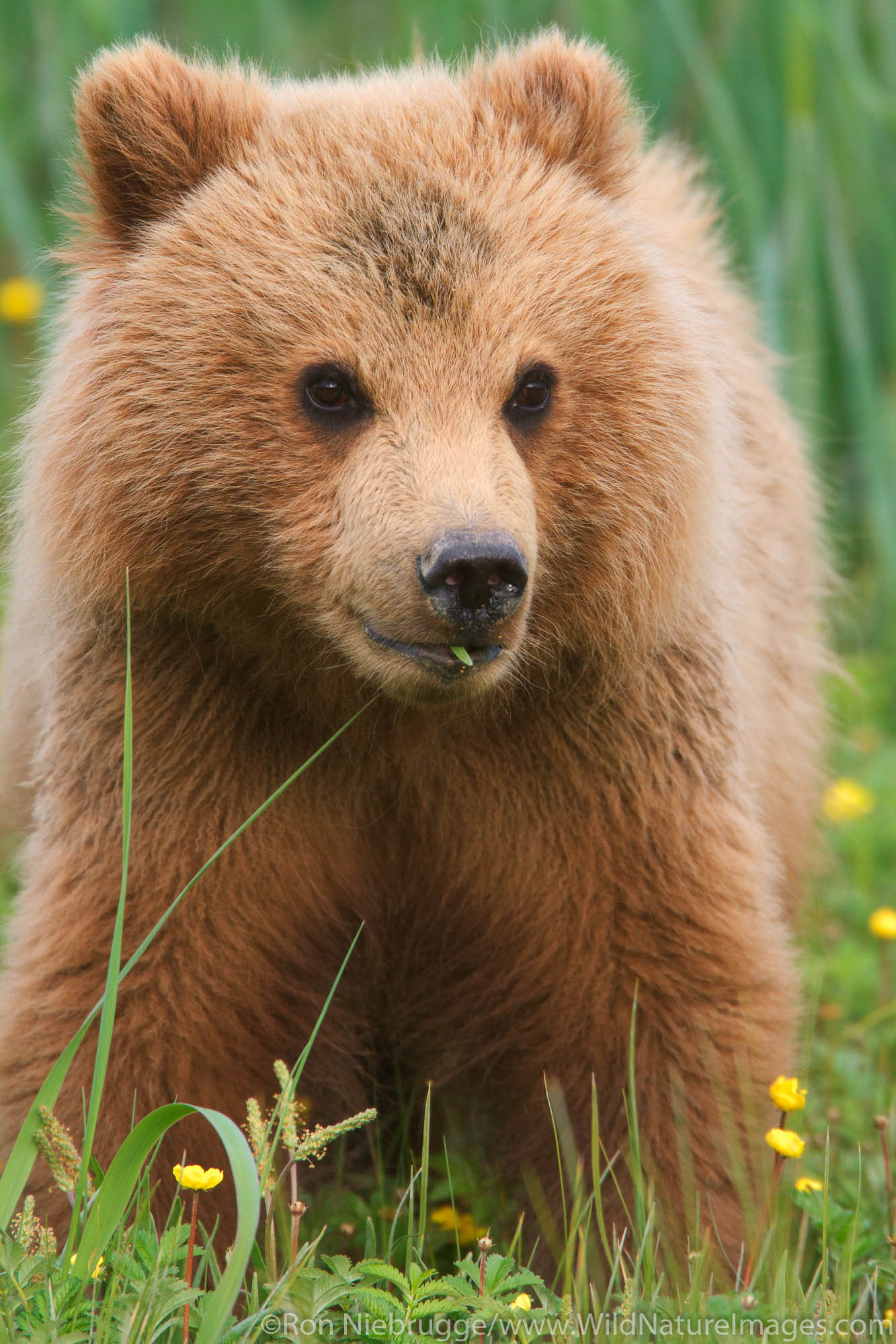 Brown Bear Cub Photos by Ron Niebrugge