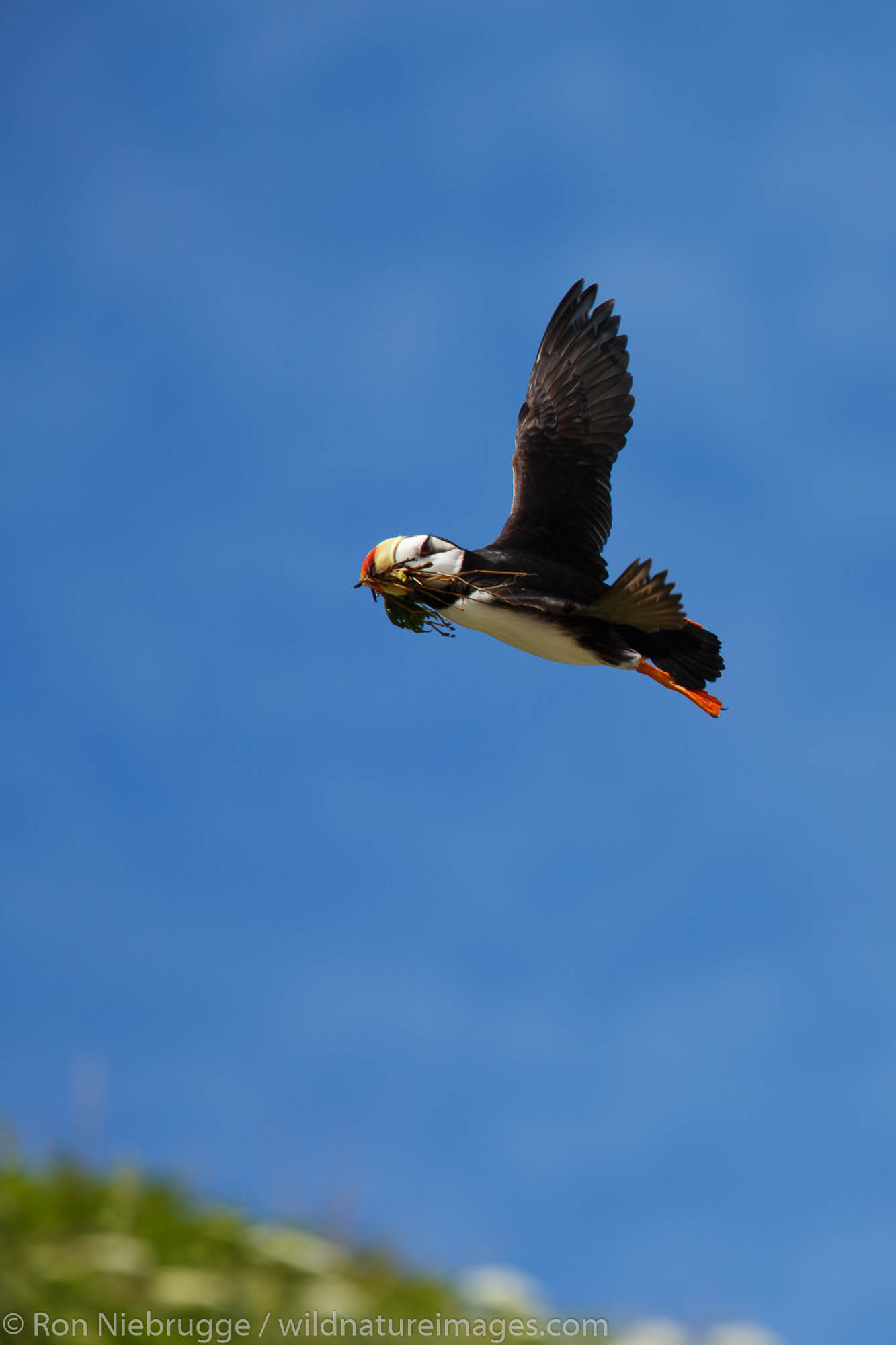 horned-puffin-photos-by-ron-niebrugge