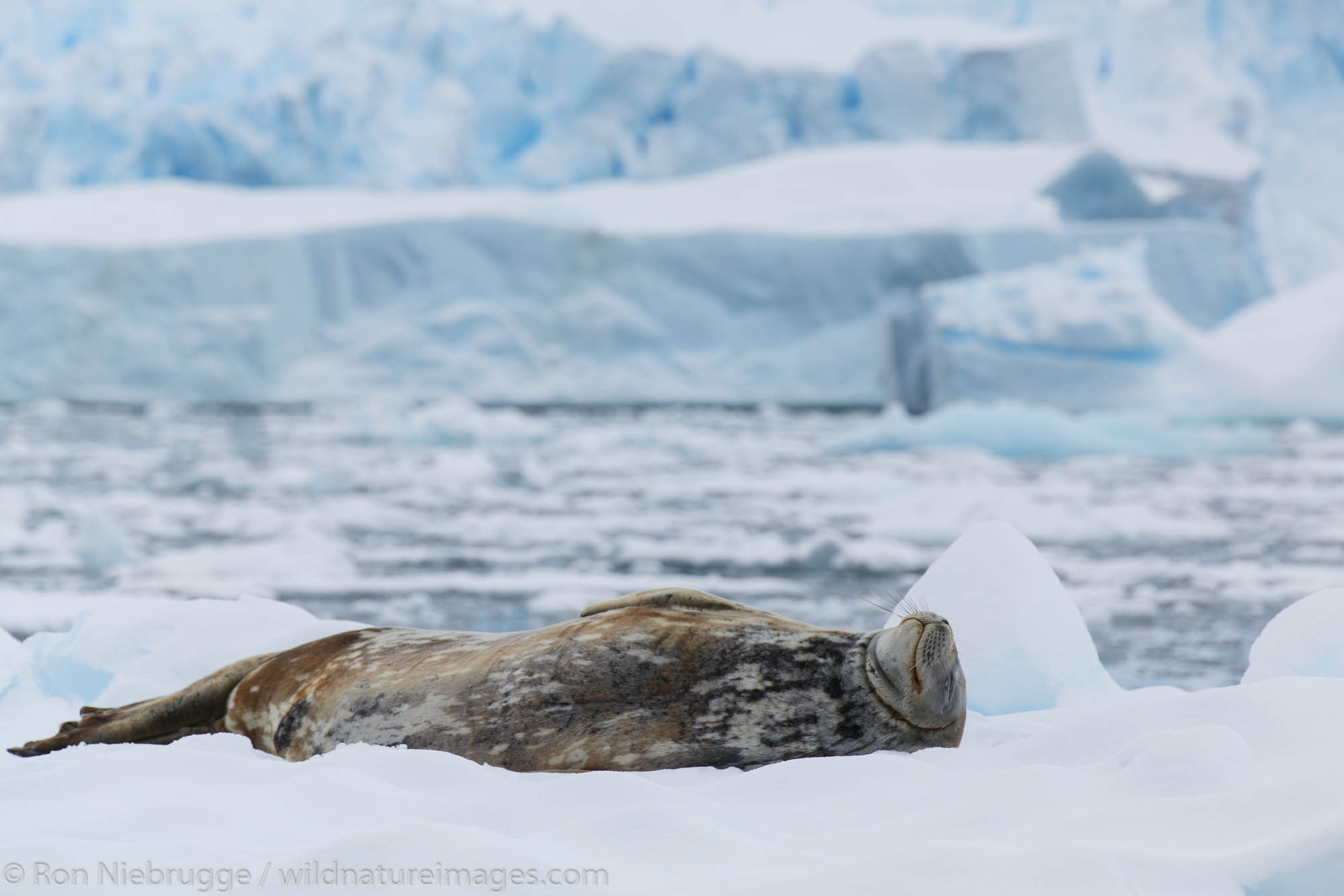 sound of weddell seal