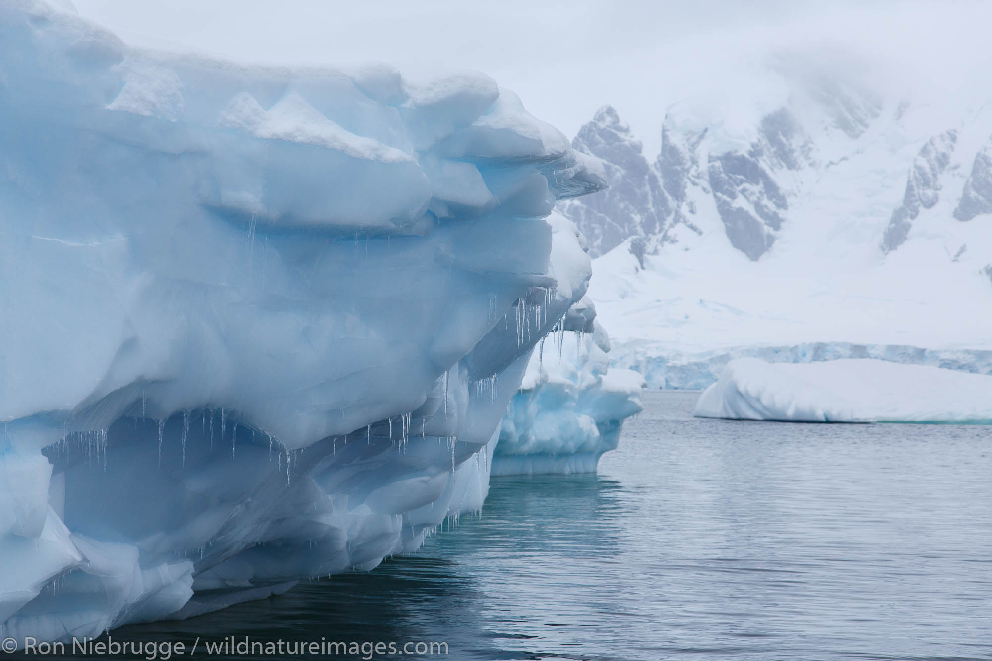 Cuverville Island | Photos by Ron Niebrugge