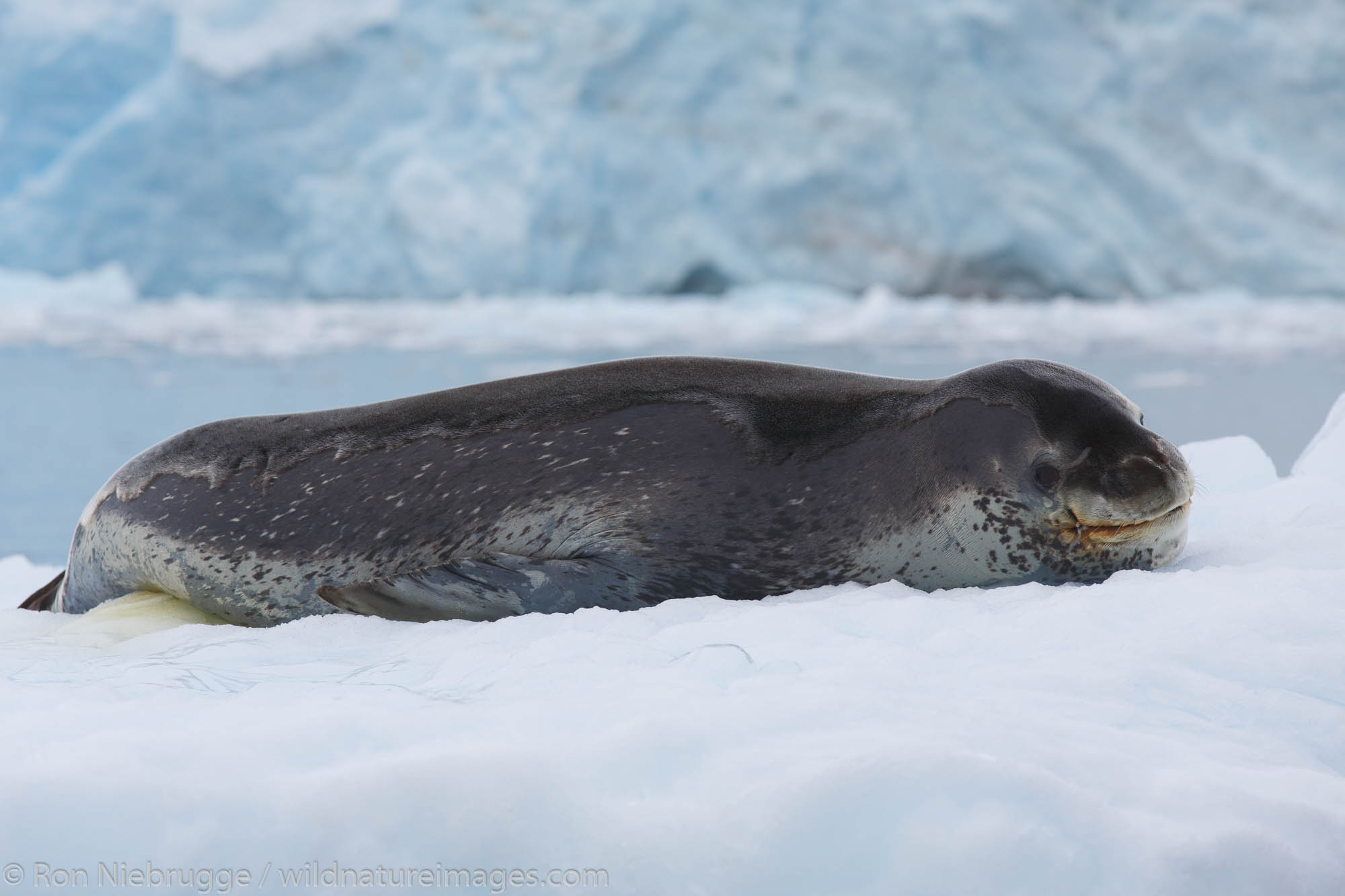 Leopard seal | Photos by Ron Niebrugge