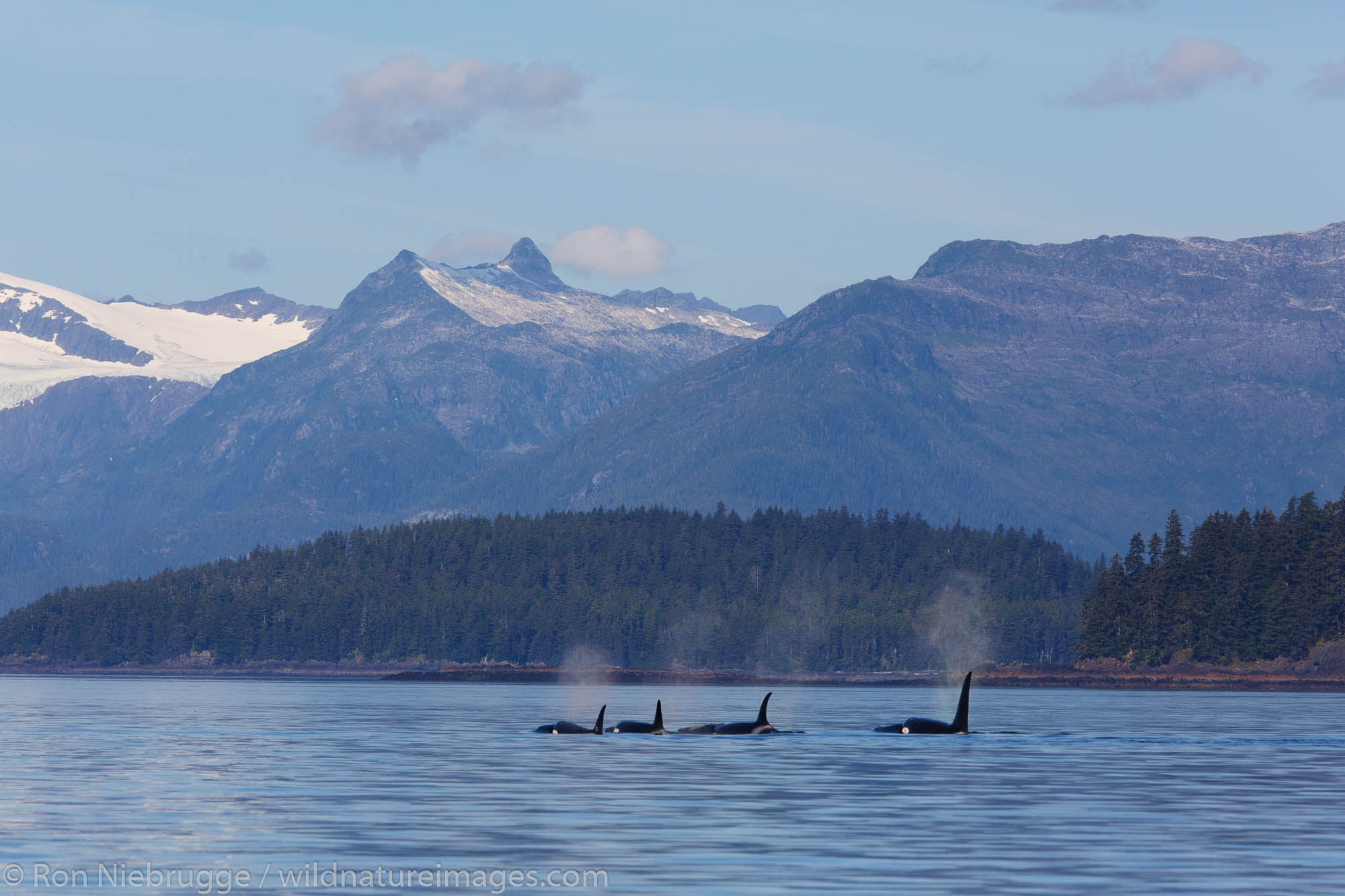 Killer Whales | Photos by Ron Niebrugge