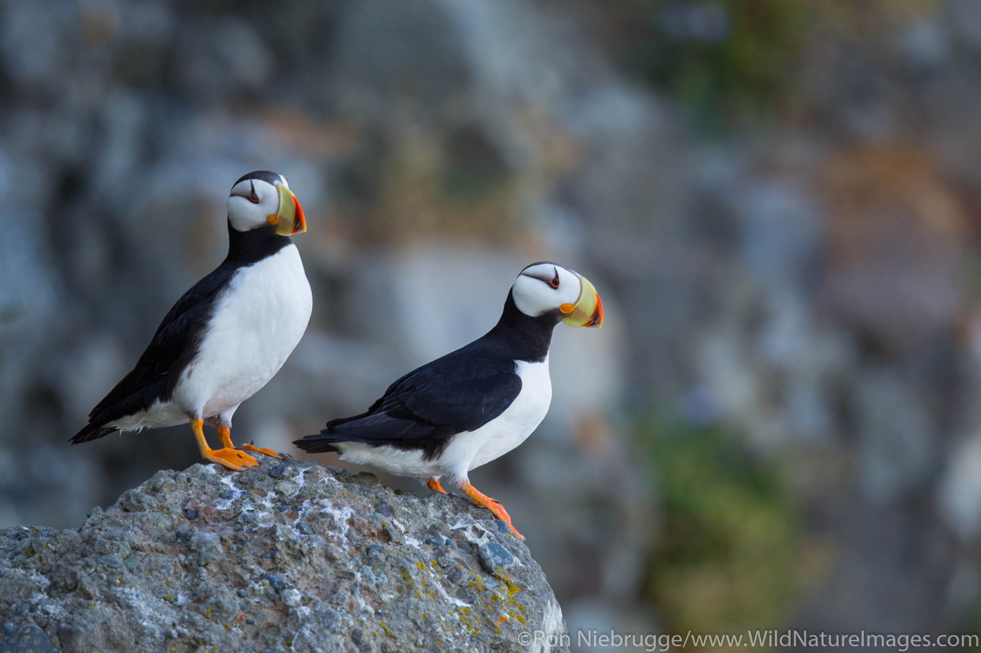 horned puffin