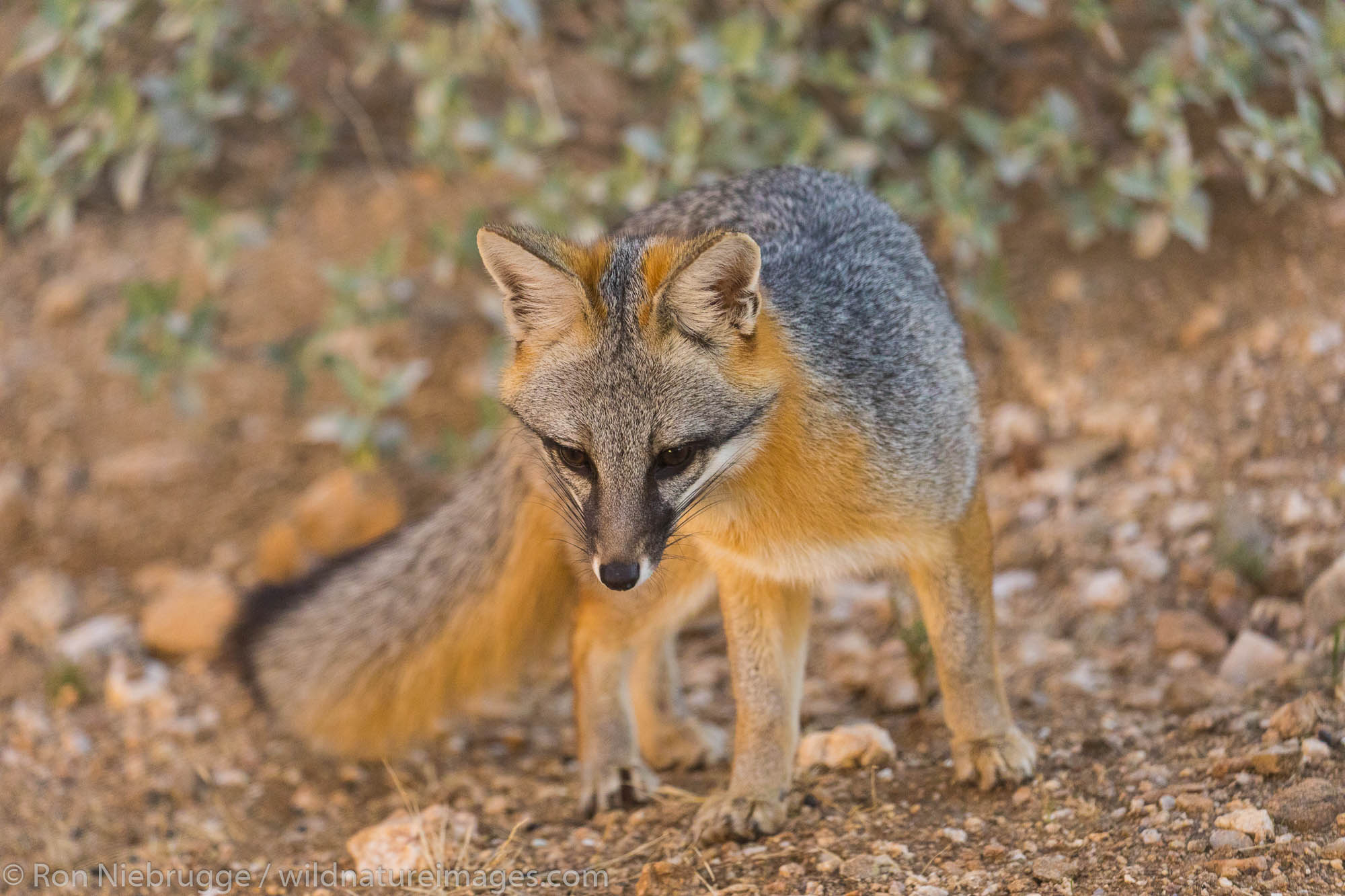 Gray Fox | Photos by Ron Niebrugge