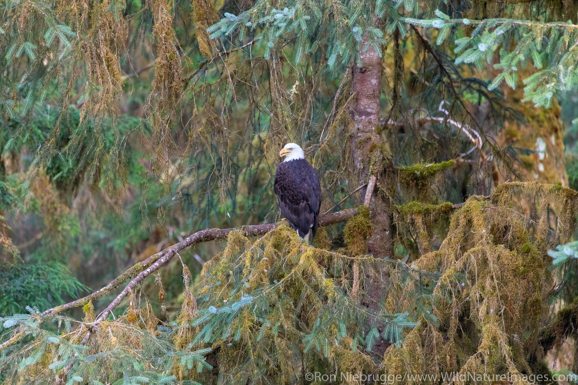 Bald Eagle | Photos by Ron Niebrugge