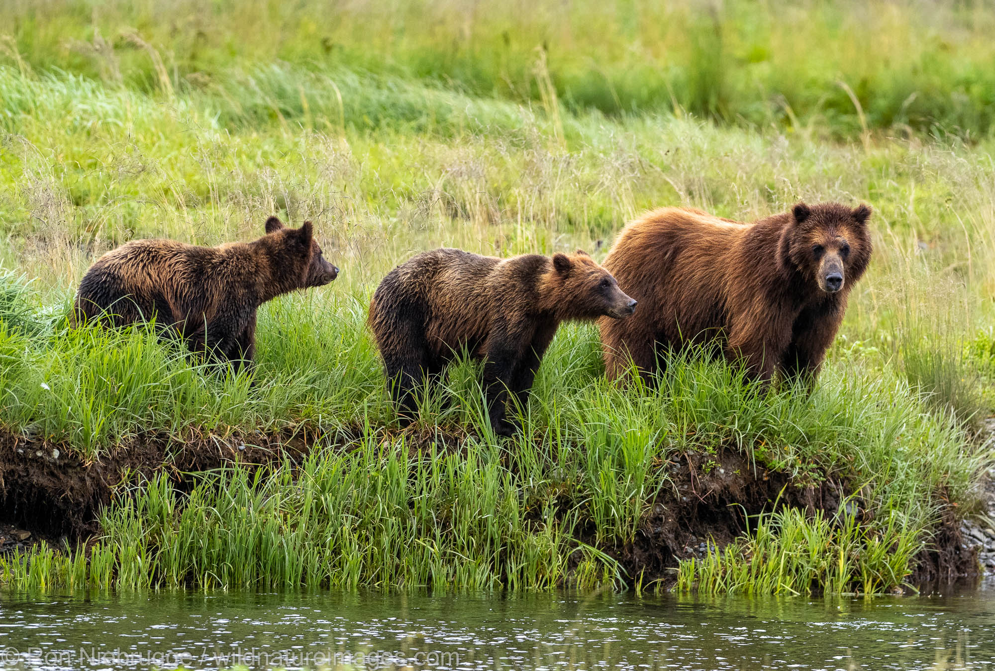 Alaska Bear and Whale Trip Report, Trip 2 | Photos by Ron Niebrugge