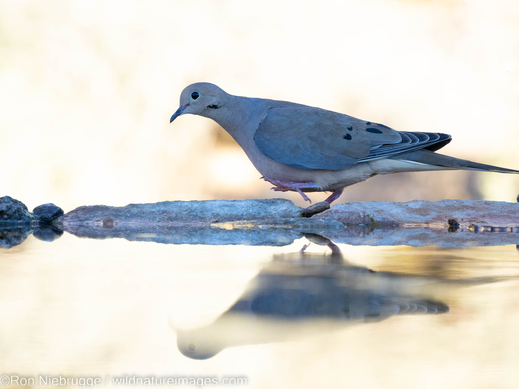 Mourning Dove | Marana, near Tucson Arizona | Photos by Ron Niebrugge