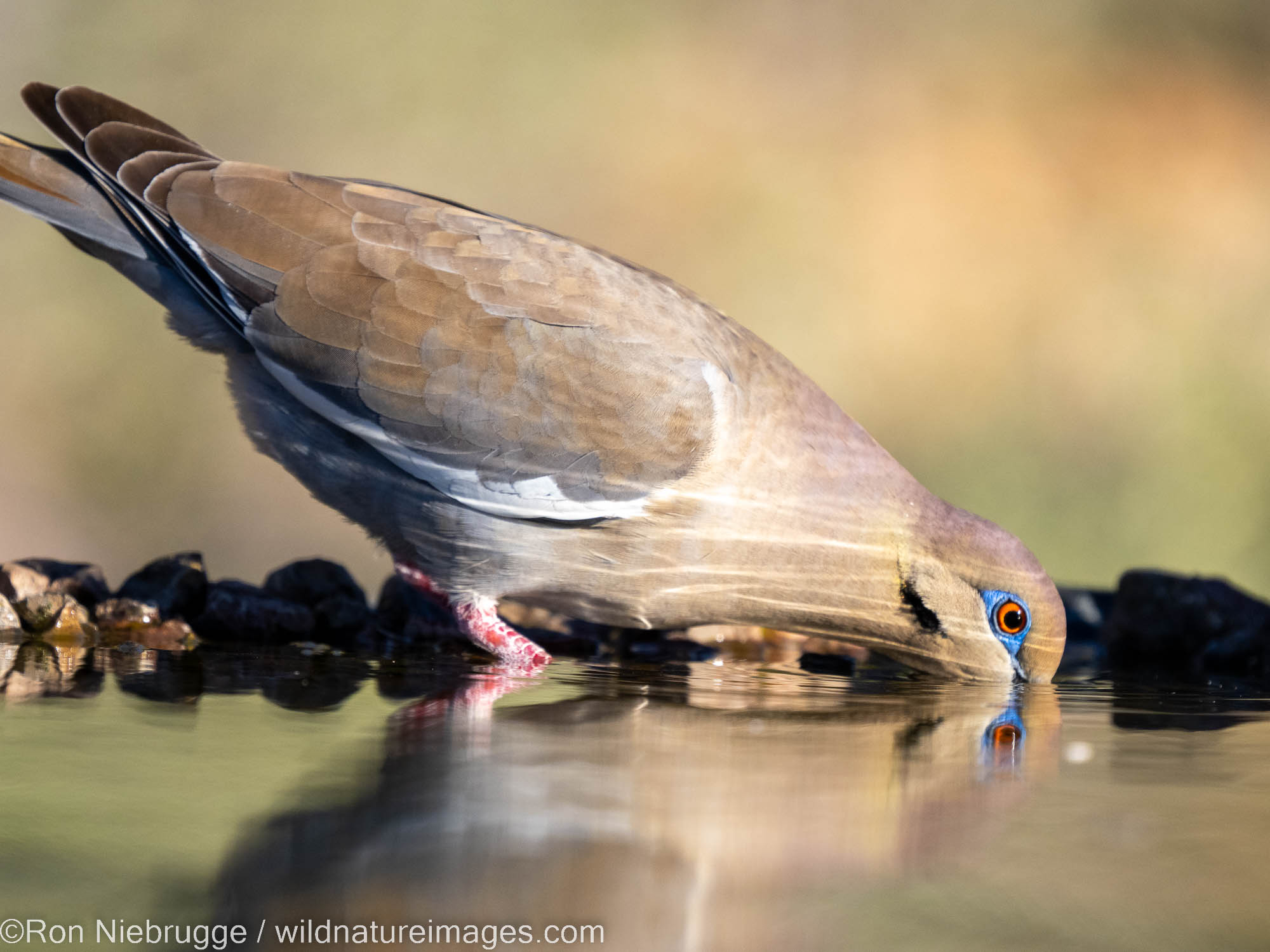 White-winged Dove | Marana, near Tucson Arizona | Photos by Ron Niebrugge