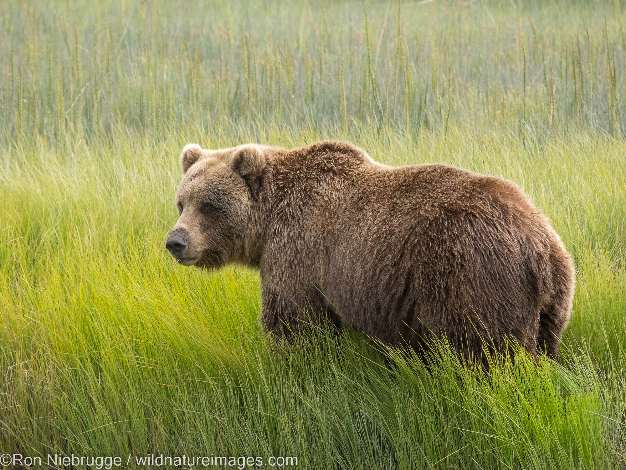 Grizzly Bear | Lake Clark National Park, Alaska | Photos By Ron Niebrugge