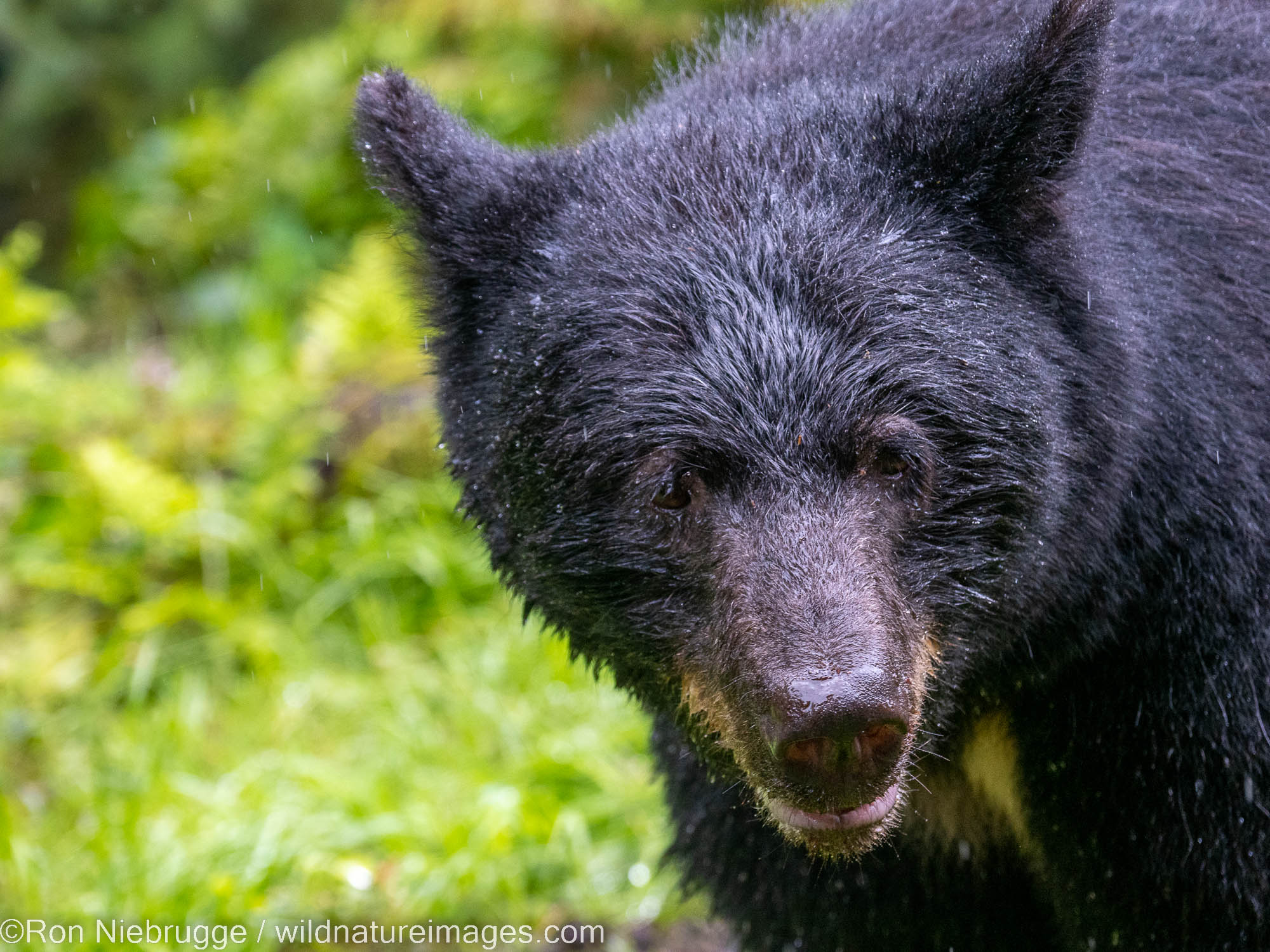 Black Bear | Tongass National Forest, Alaska | Photos by Ron Niebrugge